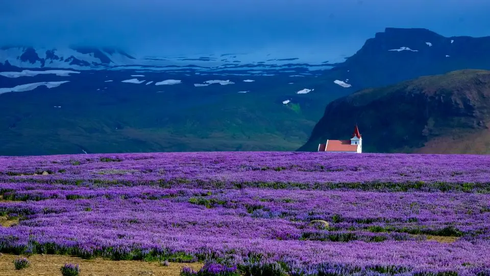 Rangées de lavande en été, l'une des plantes préférées des parfumeurs