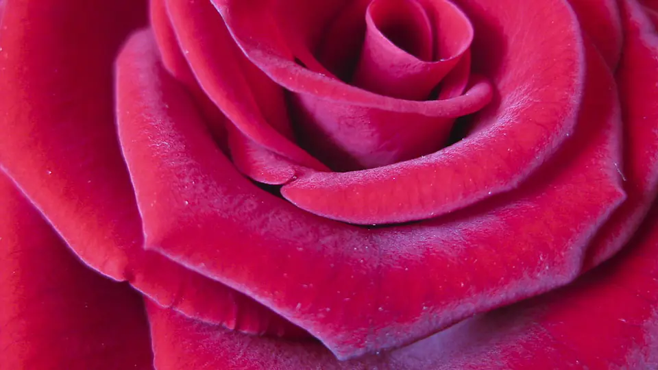 Gros plan sur des pétales de rose d'un rose tendre