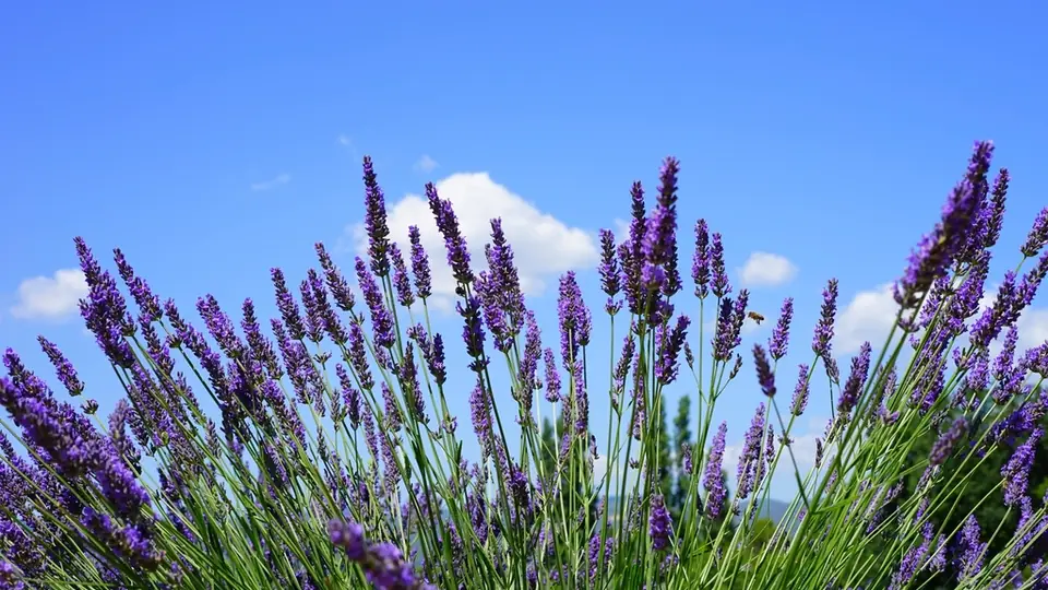 Lavande violette alignée jusqu'à l'horizon